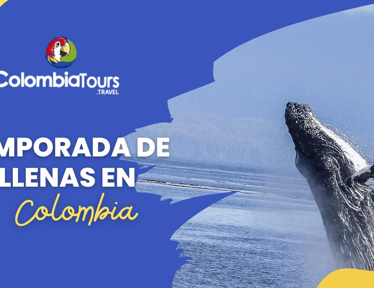 Temporada de ballenas en Colombia: cuándo y dónde verlas (Guía 2026)