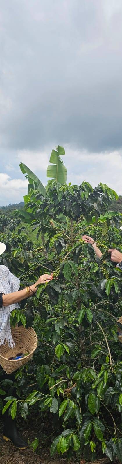Ruta Cafetera Autentica 4 Dias (Salento y Cocora) día 3