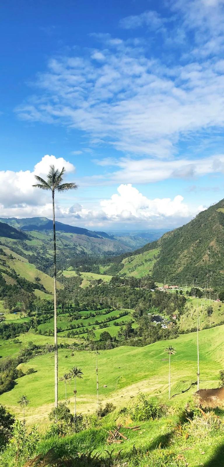 Bosque verde na Colômbia