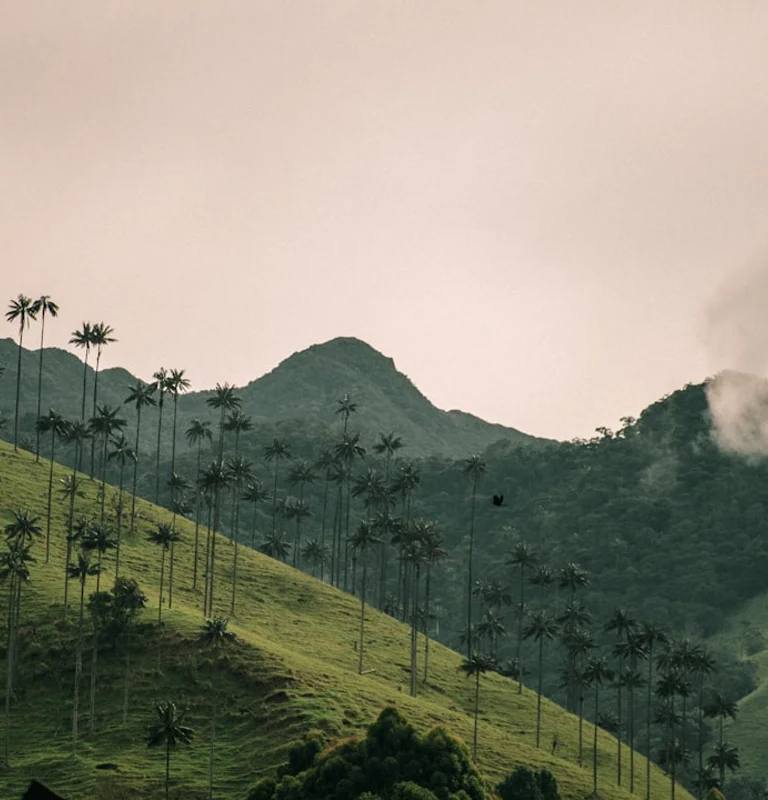 Encostas do Valle de Cocora com palmeiras de cera