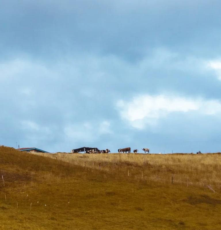 Campo verde e céu aberto em Boyacá