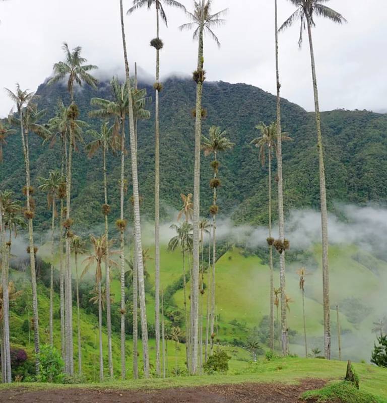 Paisajes y experiencias de colombia en Colombia para planear comidas, café y gastos diarios