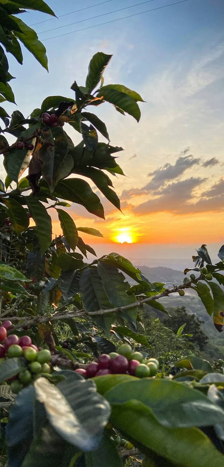 Paisajes y experiencias de colombia en Colombia para planear Eje Cafetero y fincas