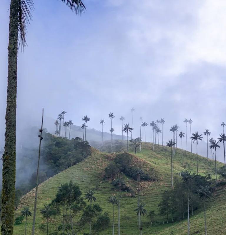 Eje Cafetero en Colombia para calcular vuelos internos, buses y traslados al planear un viaje