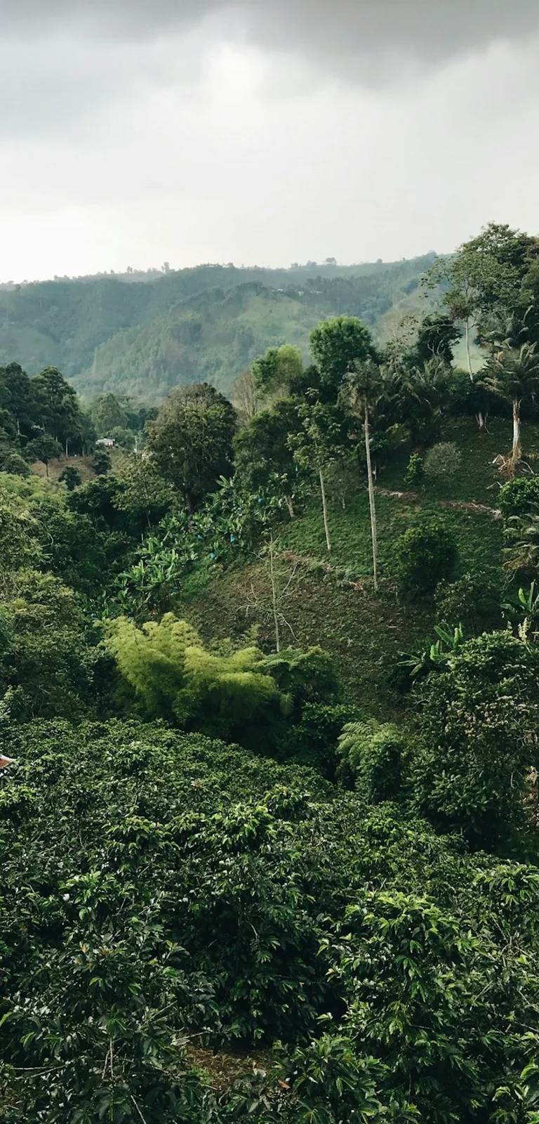 the Amazon travel scene for planning a Colombia trip in 2026