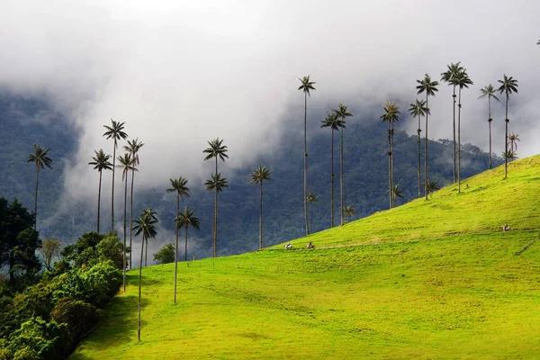 Ruta Cafetera Autentica 4 Dias (Salento y Cocora)