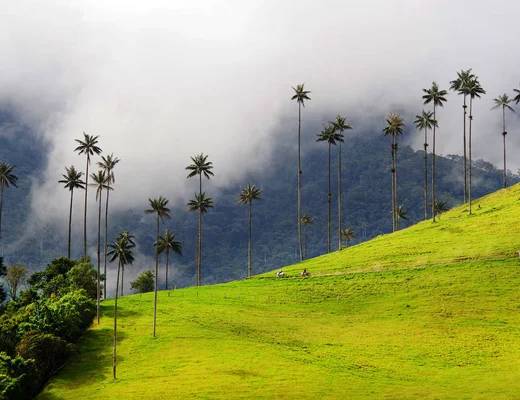 Ruta Cafetera Autentica 4 Dias (Salento y Cocora)